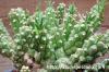 Euphorbia davyi 蛇鱗丸 image_4