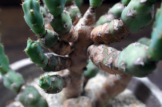 Euphorbia debilispina ユーフォルビア・デビリスピナ