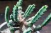 Euphorbia debilispina ユーフォルビア・デビリスピナ image_3