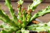 Euphorbia decidua 蓬莱島 image_4