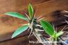 Euphorbia duranii ユーフォルビア・デュラニー image_4