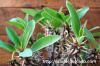 Euphorbia duranii var. ankaratrae ユーフォルビア・アンカラトラエ image_4