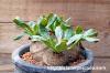 Euphorbia ecklonii 鬼笑い image_2