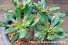 Euphorbia ecklonii 鬼笑い image_4