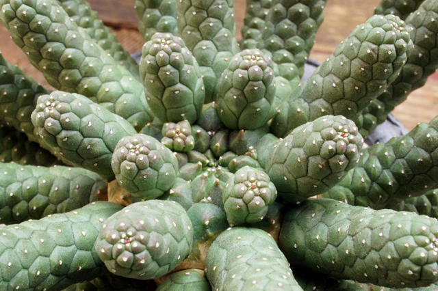 ユーフォルビア　エスクレンタ　現地球 ユーフォルビア エスクレンタ 現地球 isla del pescado - Euphorbia