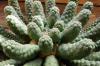Euphorbia esculenta  閻魔キリン
