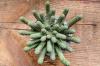 Euphorbia esculenta  閻魔キリン image_3