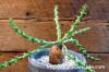 Euphorbia fanshawei ユーフォルビア・ファンシャウェイ image_2