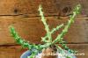 Euphorbia fanshawei ユーフォルビア・ファンシャウェイ image_4