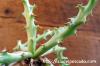 Euphorbia fanshawei ユーフォルビア・ファンシャウェイ image_5