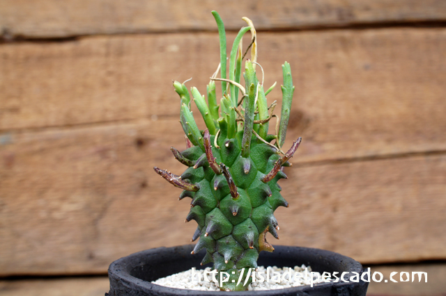 isla del pescado - Euphorbia fasciculata-歓喜天