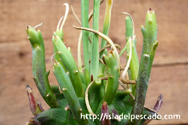 isla del pescado - Euphorbia fasciculata-歓喜天