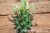 Euphorbia fasciculata 歓喜天