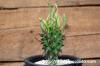 Euphorbia fasciculata 歓喜天 image_2