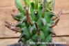 Euphorbia fasciculata 歓喜天 image_3