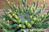 Euphorbia flanaganii 孔雀丸