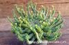 Euphorbia flanaganii 孔雀丸 image_2