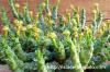 Euphorbia flanaganii 孔雀丸 image_3