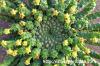 Euphorbia flanaganii 孔雀丸 image_5