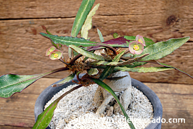 isla del pescado - Euphorbia francoisii-ユーフォルビア・フランコイシー