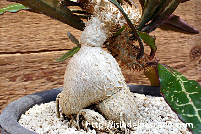 ★ユーフォルビア・ユーホルビア★　フランコイシー（巨大塊根の特選株） isla del pescado - Euphorbia francoisii-ユーフォルビア・フランコイシー