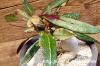 Euphorbia francoisii ユーフォルビア・フランコイシー image_1