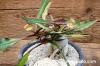 Euphorbia francoisii ユーフォルビア・フランコイシー image_2