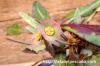 Euphorbia francoisii ユーフォルビア・フランコイシー image_5