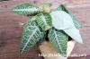 Euphorbia francoisii cv. Versicolor ユーフォルビア・ウェルシコロル image_5