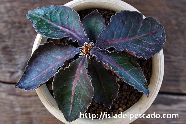 ユーフォルビア ミクラカンサ 怒竜頭 実生 ユーフォルビア