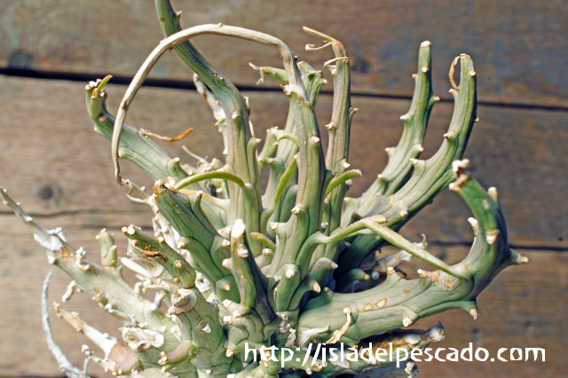isla del pescado - Euphorbia friedrichiae-白鬼塔