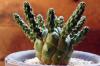 Euphorbia gamkensis ユーフォルビア・ガムケンシス image_5