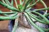 Euphorbia gatbergensis 鷲卵丸