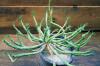 Euphorbia gatbergensis 鷲卵丸 image_2