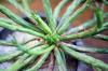 Euphorbia gatbergensis 鷲卵丸 image_3