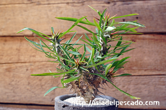 ④ユーフォルビア ルディス ユーフォルビア・ルディス | Pay ID ④