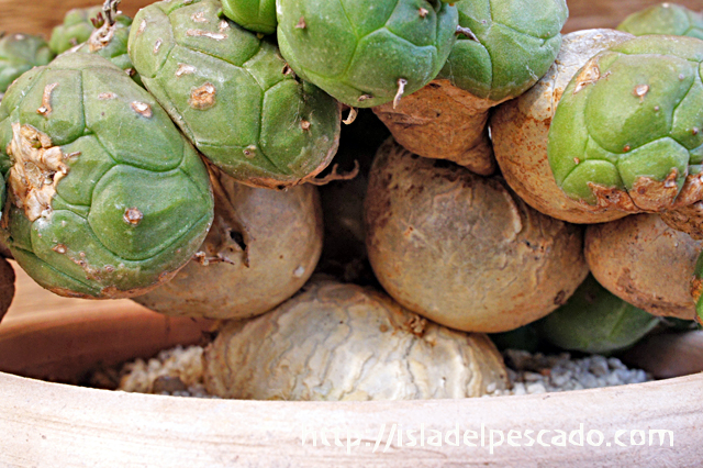 isla del pescado - Euphorbia globosa-玉鱗宝