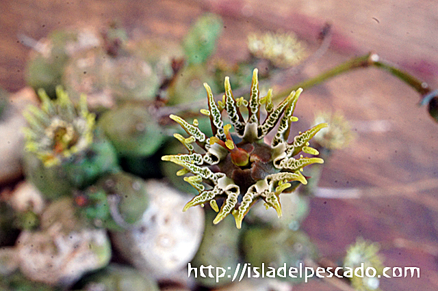 isla del pescado - Euphorbia globosa-玉鱗宝