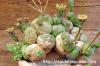 Euphorbia globosa 玉鱗宝