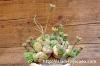 Euphorbia globosa 玉鱗宝 image_2