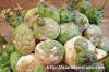 Euphorbia globosa 玉鱗宝 image_3