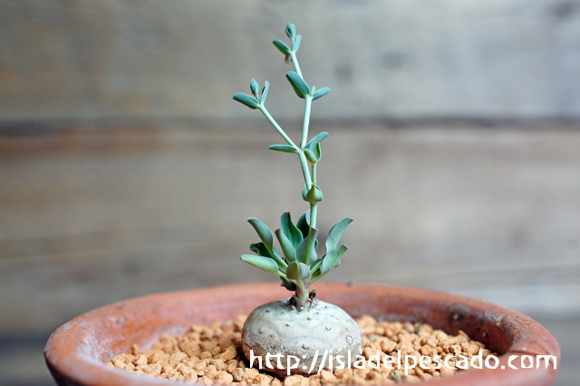 isla del pescado - Euphorbia globulicaulis-ユーフォルビア・グロブリカウリス