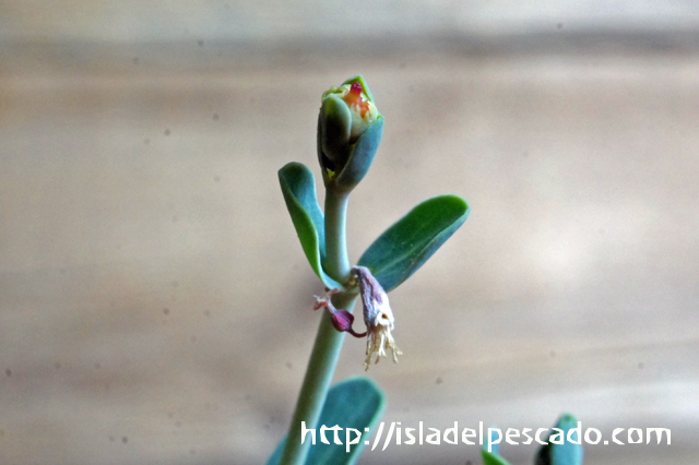 isla del pescado - Euphorbia globulicaulis-ユーフォルビア・グロブリカウリス