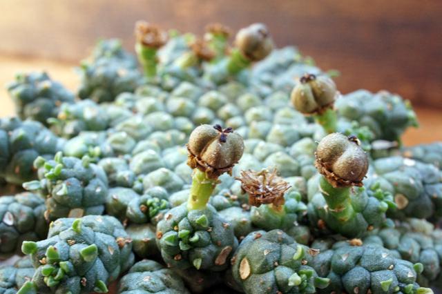isla del pescado - Euphorbia gorgonis-金輪際 isla del pescado - Euphorbia gorgonis-金輪際