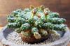 Euphorbia gorgonis 金輪際 image_2