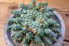 Euphorbia gorgonis 金輪際 image_3