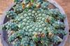 Euphorbia gorgonis 金輪際 image_4