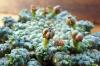 Euphorbia gorgonis 金輪際 image_5