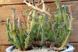 Euphorbia graciliramea