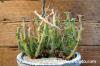 Euphorbia graciliramea 牧神閣 image_2